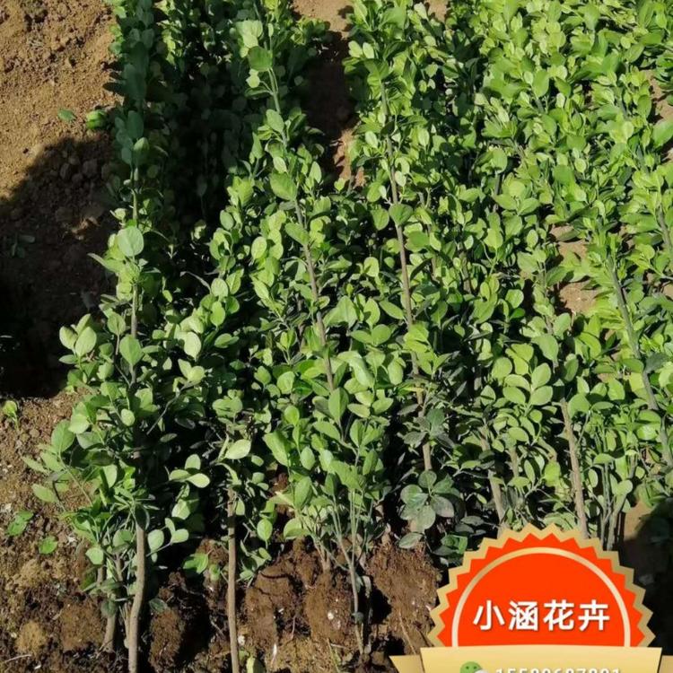 北海道黄杨价格 北海道黄杨批发 北海道基地