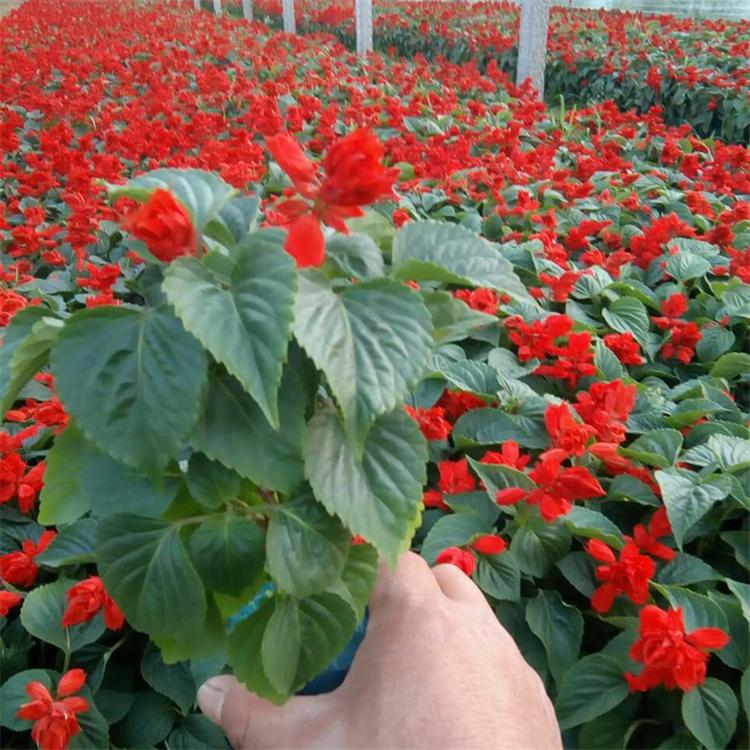 一串红批发 草花基地