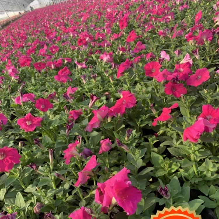 青州矮牵牛 矮牵牛基地  矮牵牛供货商