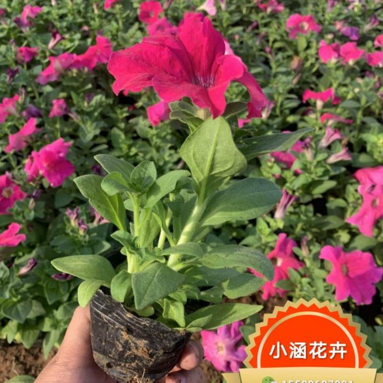 矮牵牛批发 矮牵牛价格 青州矮牵牛基地