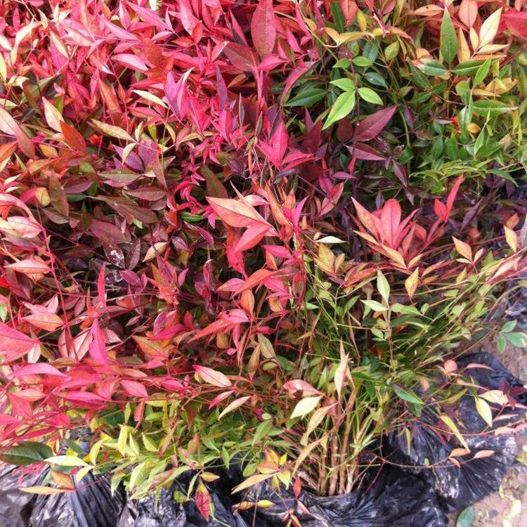 火焰南天竹供应商 山东火焰南天竹出售 火焰南天竹价格