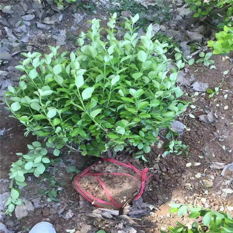 基地供应 绿色灌木卫矛 批发园林绿化植物 卫矛球价格 苗木基地直销