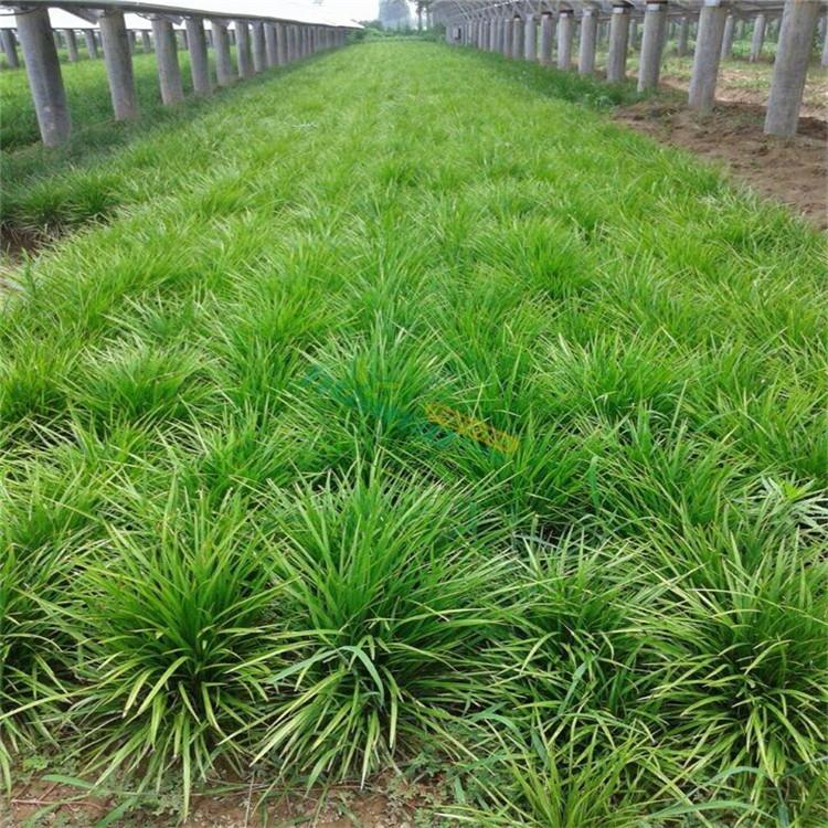 江瑞麦冬草 麦冬草报价 山东麦冬草种植基地 江瑞园艺麦冬草苗圃直供
