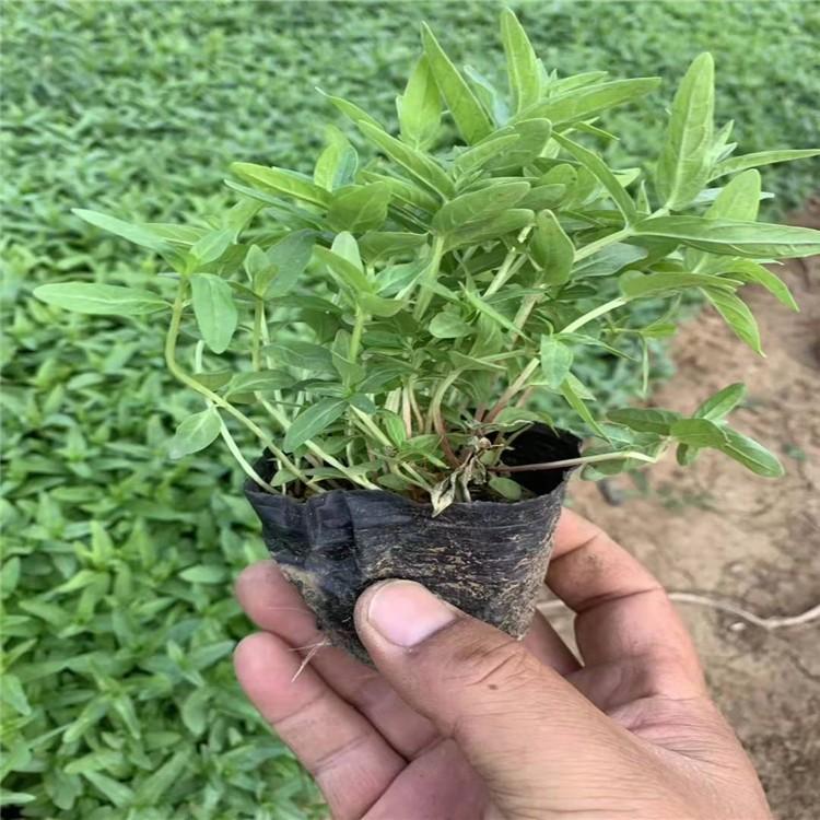千屈菜价格 青州自产千屈菜