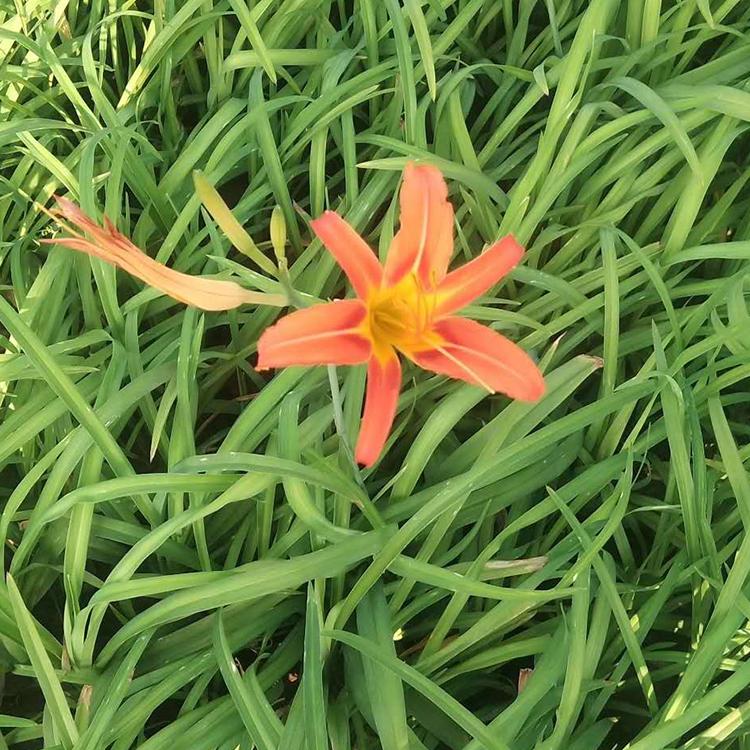 大花萱草价格咨询瀚泽花卉 山东大花萱草种植基地