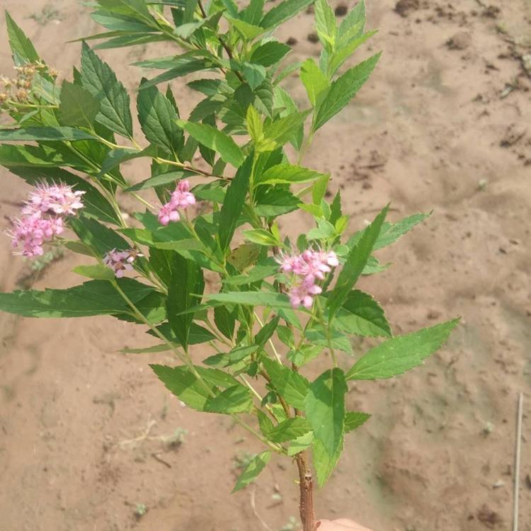 基地供应粉花绣线菊 粉花绣线菊批发价格咨询 瀚泽