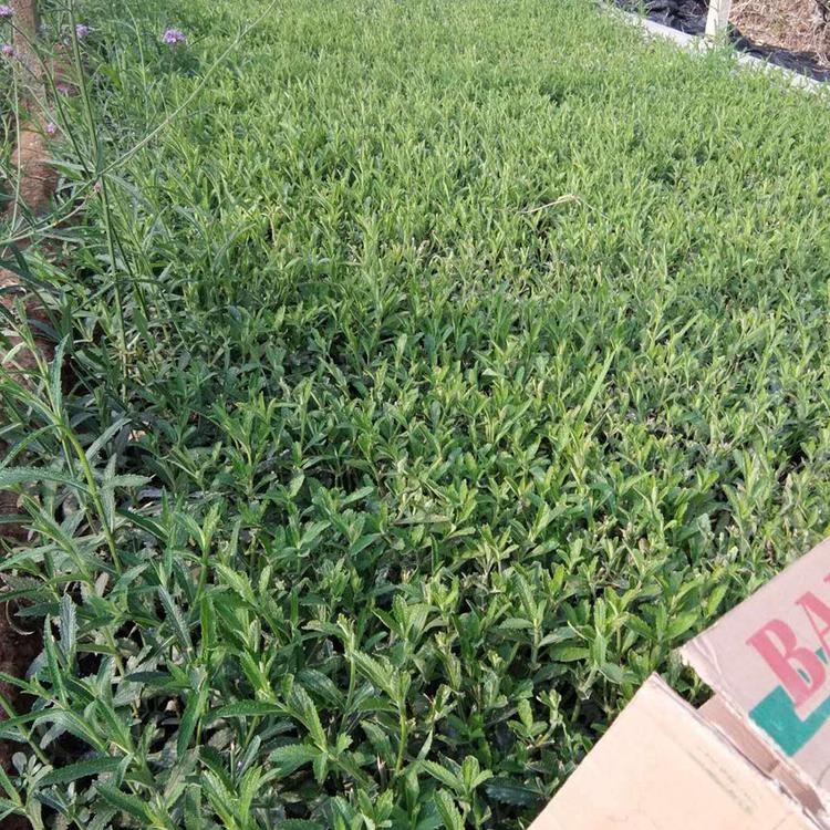 马鞭草 青州马鞭草批发 柳叶马鞭草价格 马鞭草花海