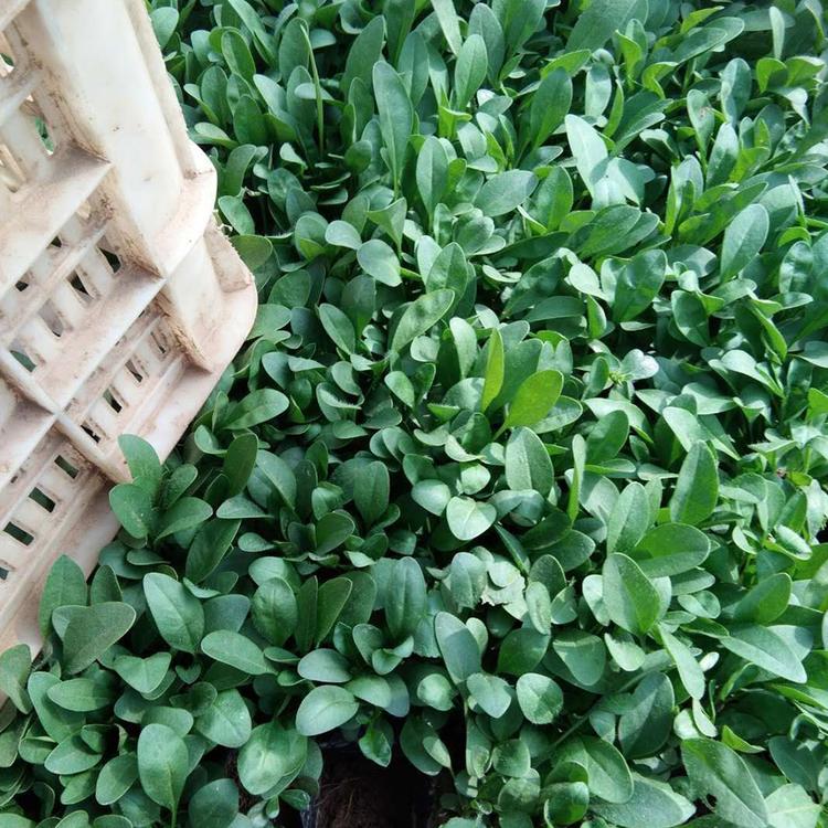 山东金鸡菊大量供应   金鸡菊供货商   金鸡菊批发价格