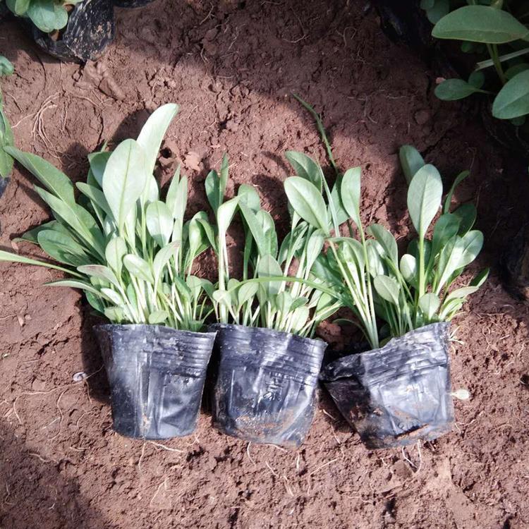 金鸡菊报价 青州金鸡菊 金鸡菊销售
