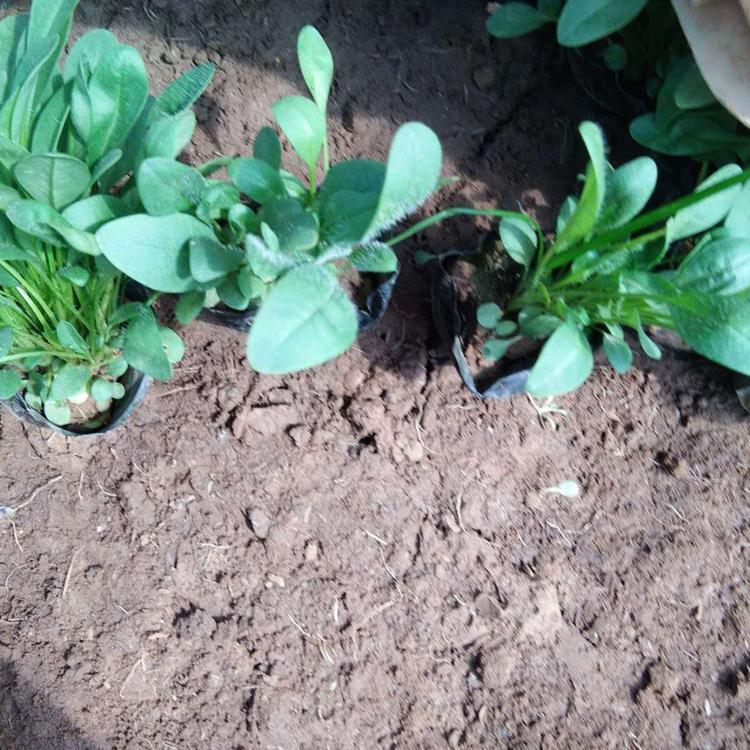 鑫朵花卉  金鸡菊价格   山东金鸡菊供应商  金鸡菊报价
