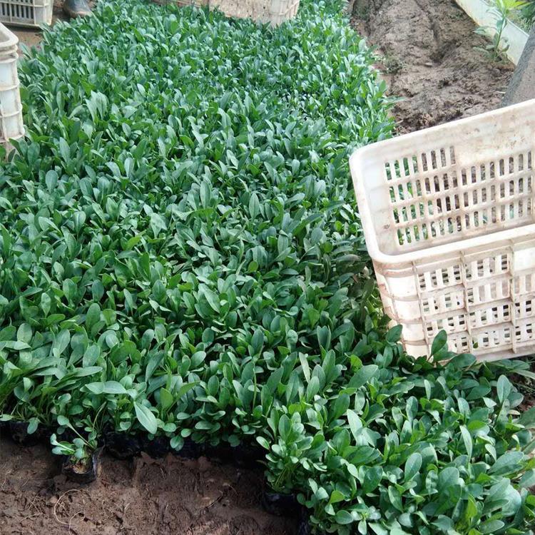 金鸡菊供应 潍坊金鸡菊 金鸡菊培育