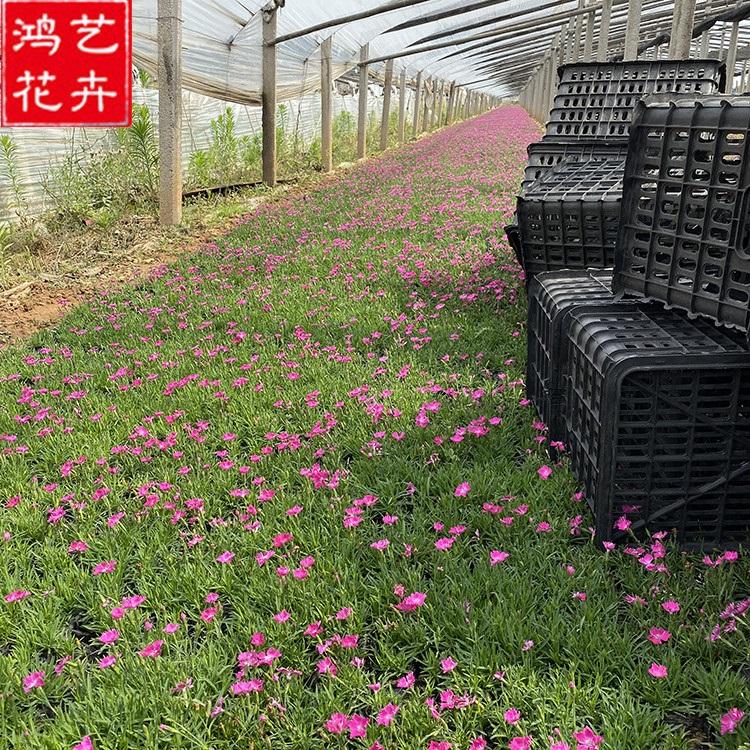 欧石竹小苗 山东草花 地被石竹直销