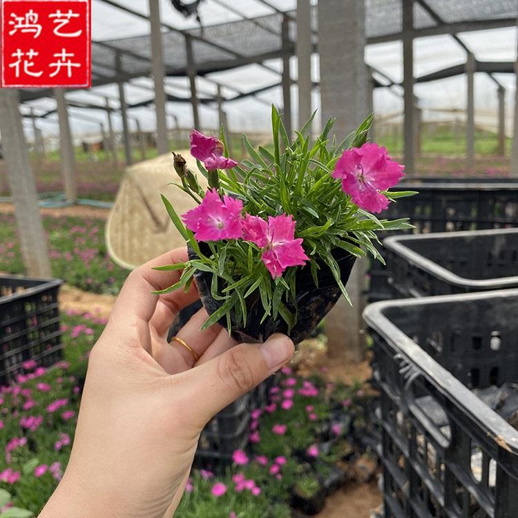 宿根花卉 地被石竹小苗 地被石竹批发