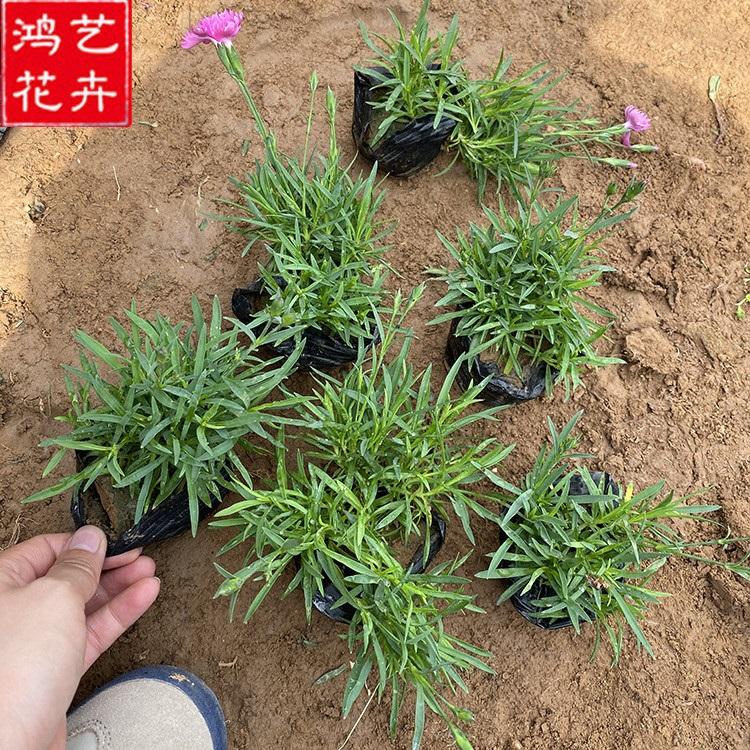 地被石竹小苗 宿根花卉 地被石竹行情
