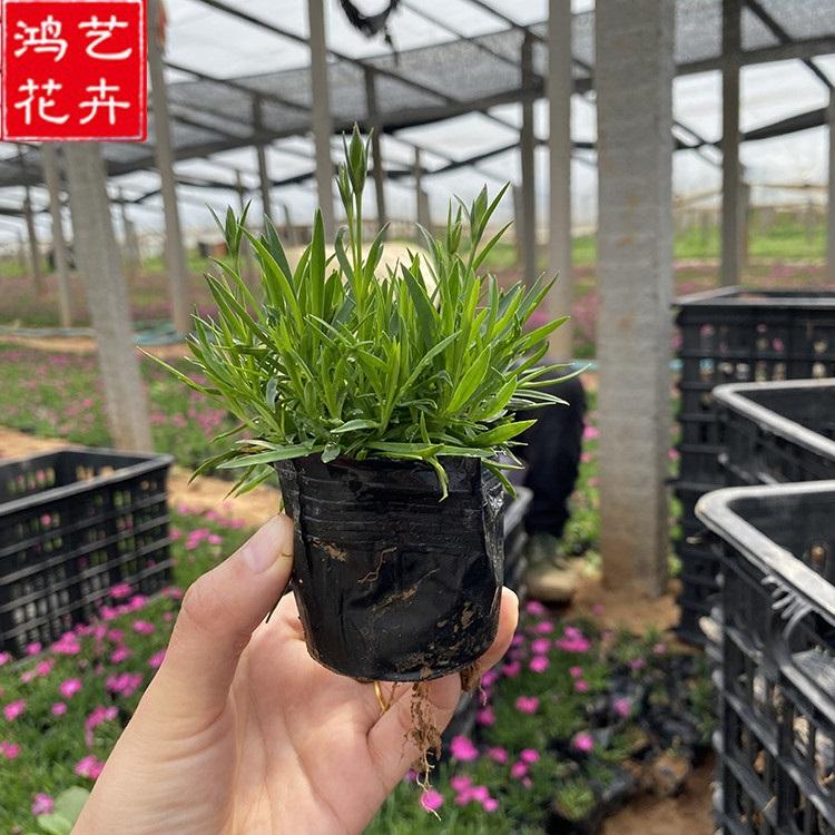 地被石竹 欧石竹穴盘苗种植基地 青州草花