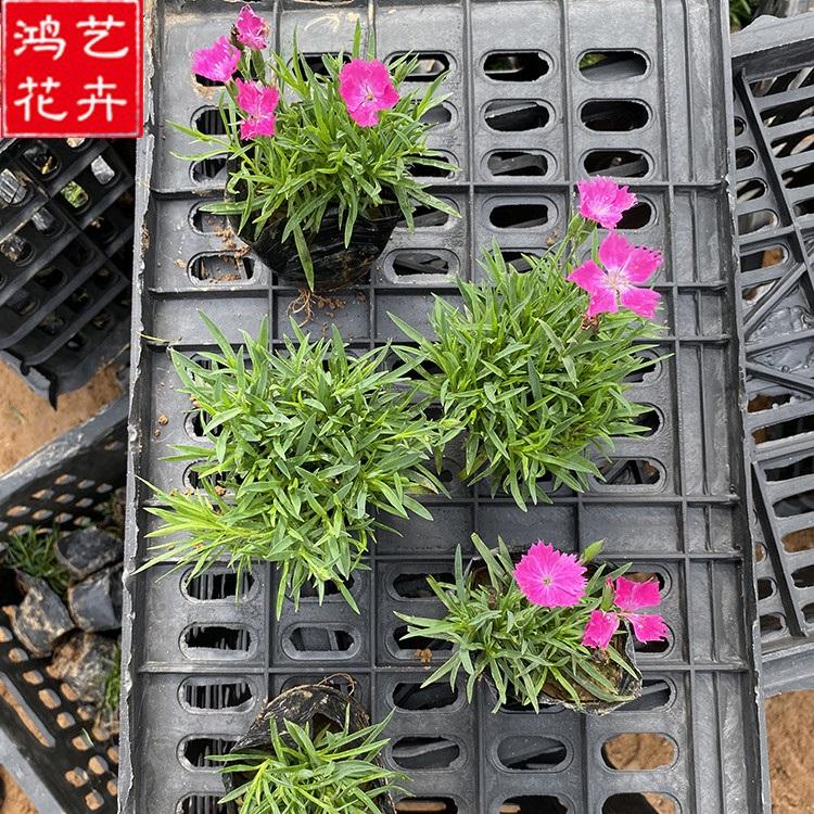 欧石竹穴盘苗 宿根草本植物 欧石竹直销