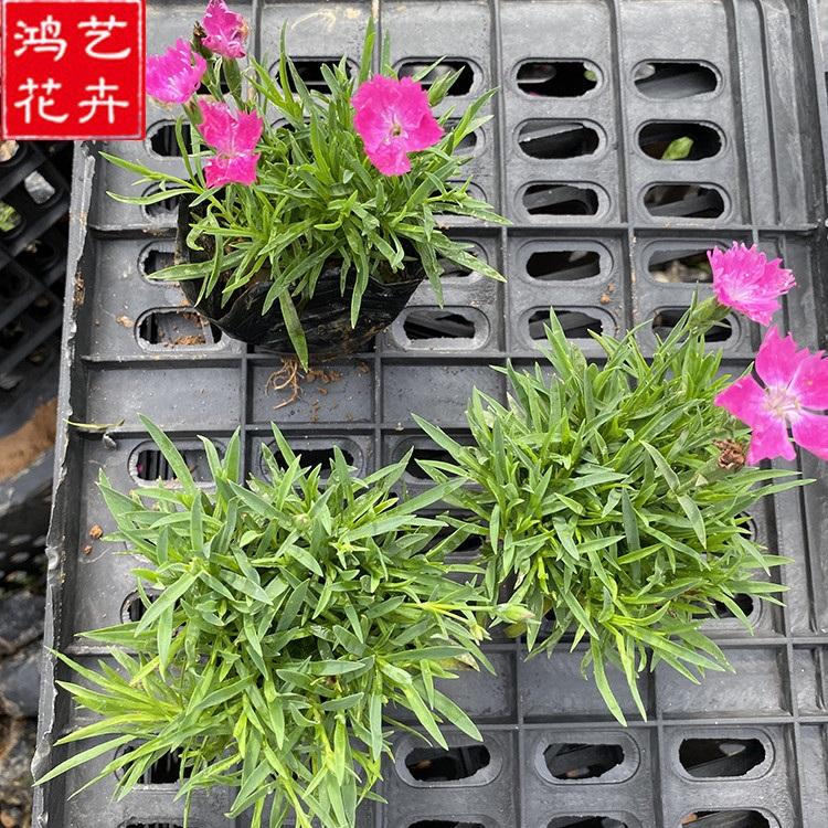宿根草花 欧石竹穴盘苗 地被石竹供应商