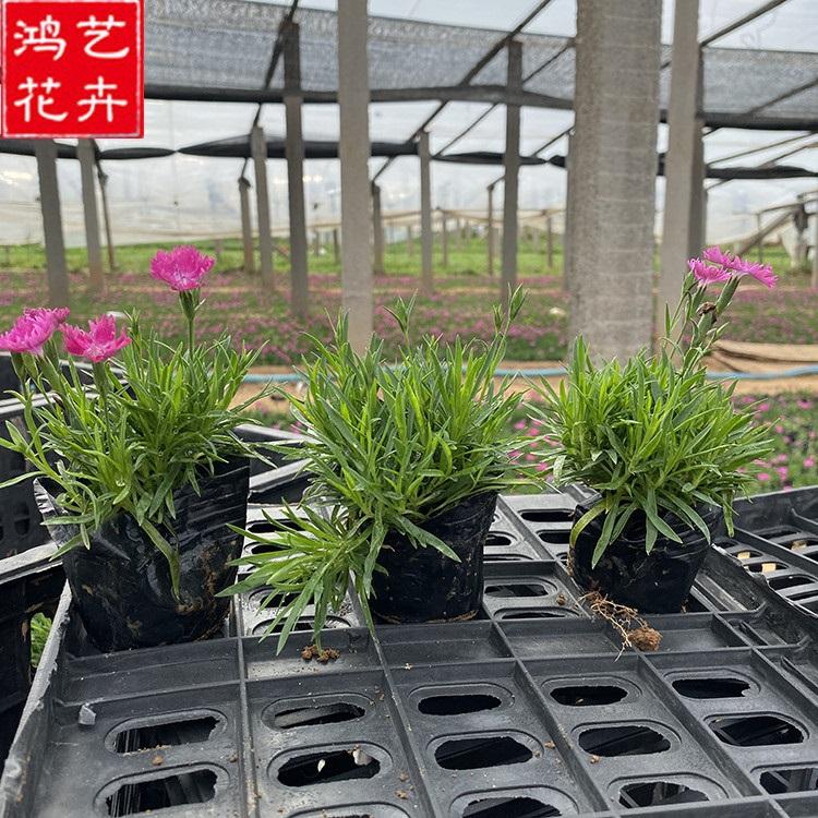 地被石竹小苗 宿根花卉 欧石竹批发