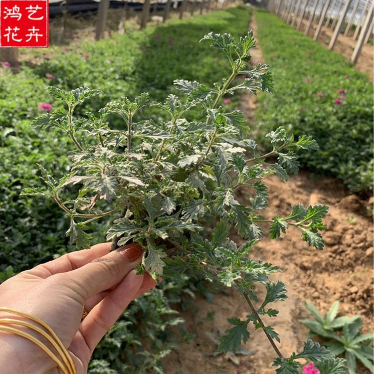 草花 大量批发 青州美女樱价格 草花