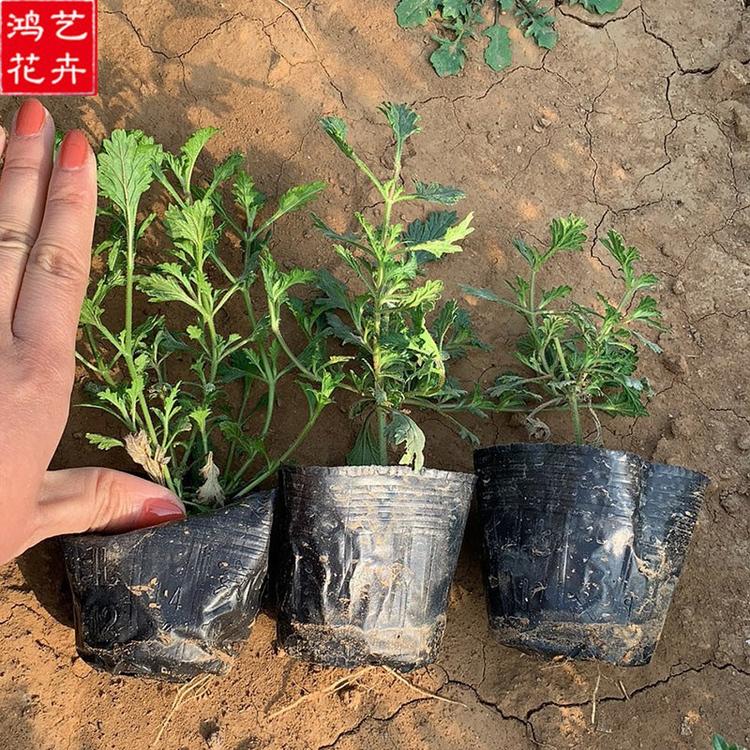 美女樱直销 山东花海品种 优惠出售 花海品种