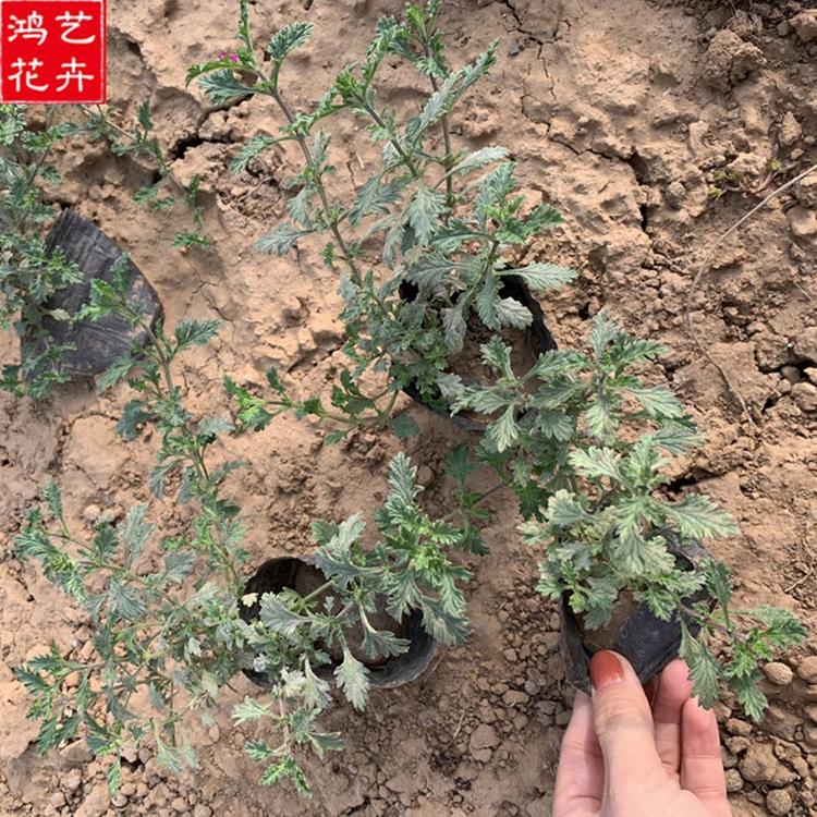 草花美女樱 基地供应 山东美女樱批发 草花美女樱