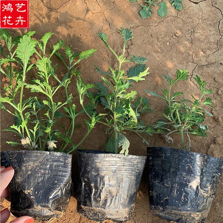 基地直销细叶美女樱 潍坊美女樱供应 细叶美女樱