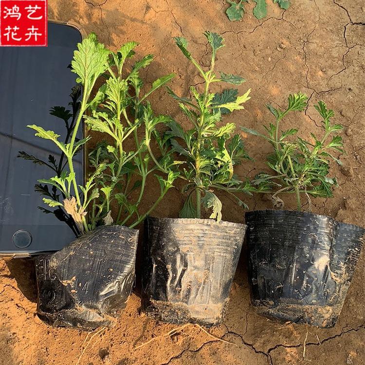花海草花 基地供应 潍坊美女樱供应 花海草花
