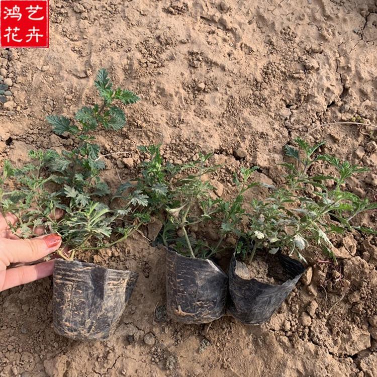 草花 优惠出售 青州美女樱报价 草花