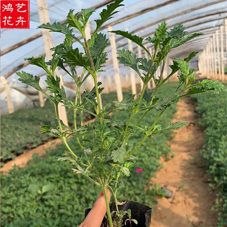 基地直销细叶美女樱 山东美女樱直销 细叶美女樱
