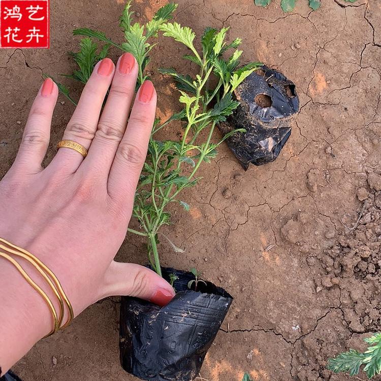 优惠出售美女樱 山东美女樱批发 美女樱