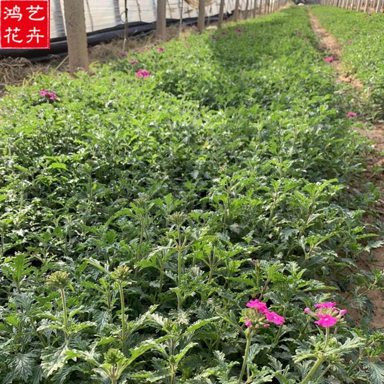 美女樱价格 潍坊草花 优惠出售 草花
