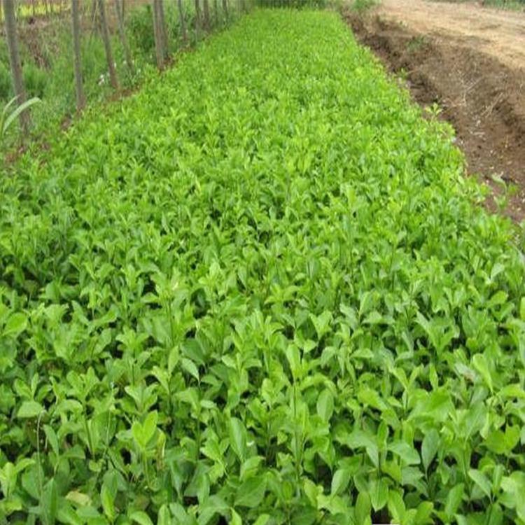 小叶扶芳藤出售 小叶扶芳藤种植基地 山东小叶扶芳藤