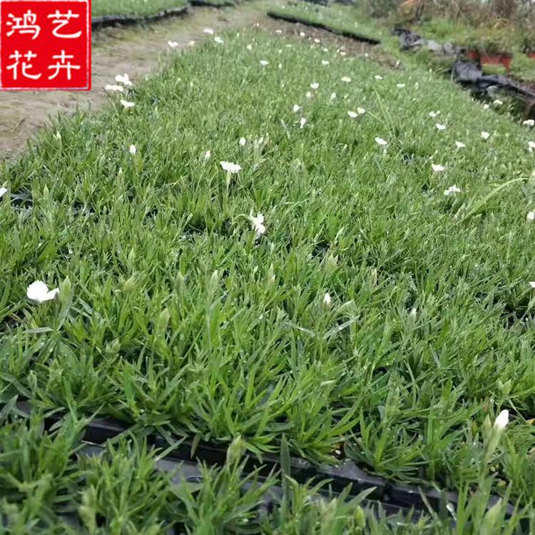 基地供应白花欧石竹种苗 山东白花欧石竹价格 白花欧石竹种苗