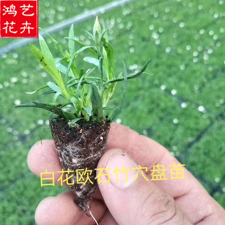 销售欧石竹 山东白花欧石竹种植基地 欧石竹