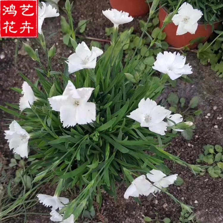 山东白花欧石竹小苗 基地供应 白花欧石竹小苗 白花欧石竹供应商