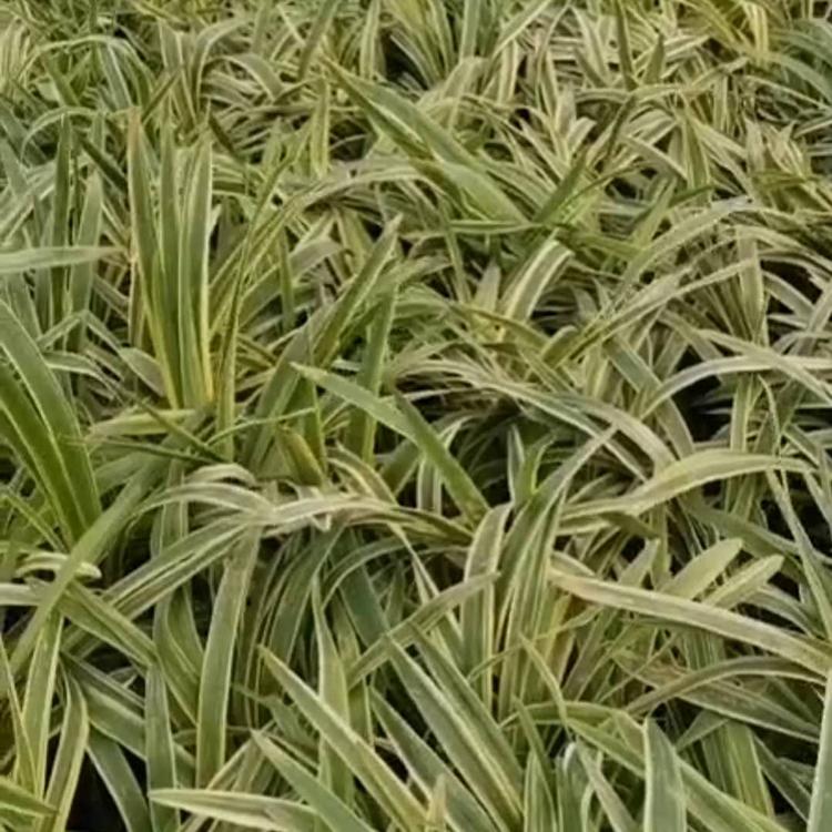 金边麦冬种植基地 金边麦冬价格 金边麦冬批发价格