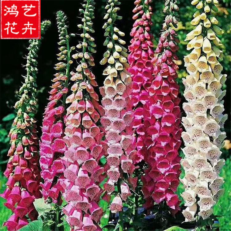 多年生草本植物 山东毛地黄行情 基地直销多年生草本植物