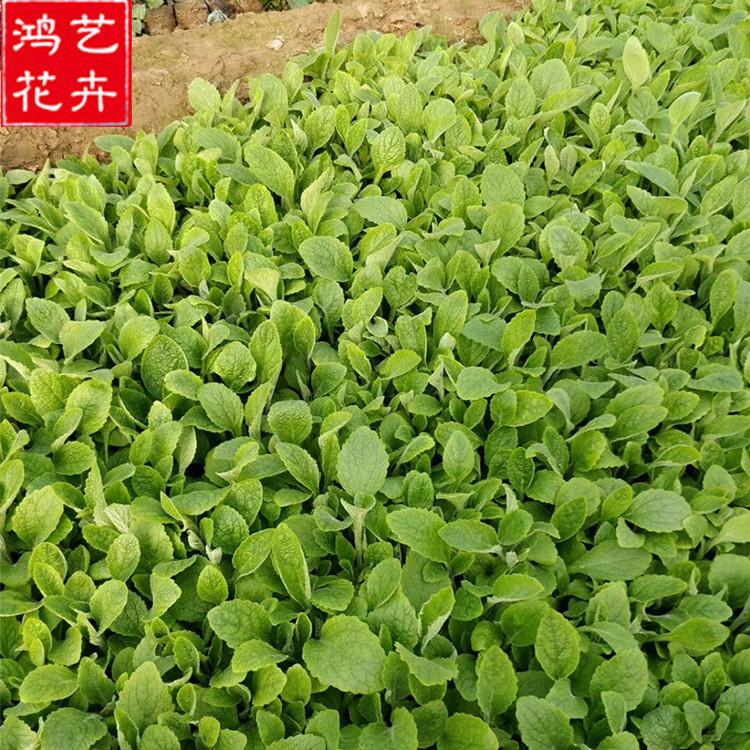 潍坊毛地黄供应商 基地直销多年生草本植物 毛地黄供应商