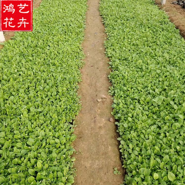 青州毛地黄基地 基地直销毛地黄杯苗 毛地黄基地