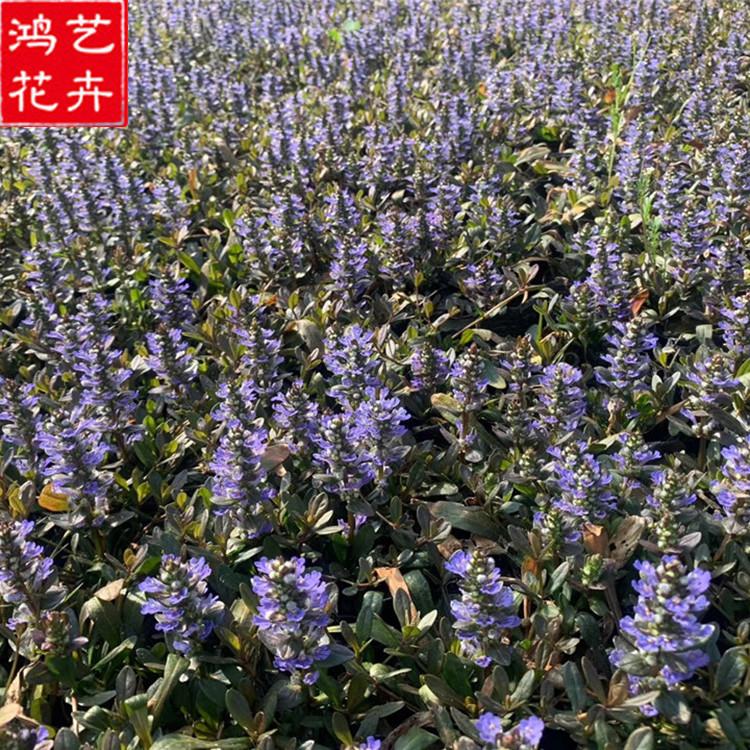 山东筋骨草 大量出售筋骨草 筋骨草批发