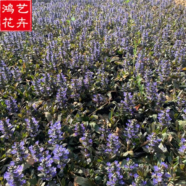 草花筋骨草 青州筋骨草供应 基地种植草花筋骨草