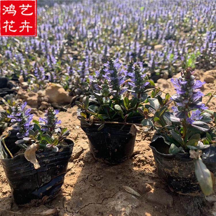 基地种植筋骨草小苗 山东筋骨草小苗 筋骨草价格