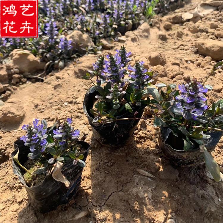 筋骨草供应 山东筋骨草供应 大量出售多花筋骨草