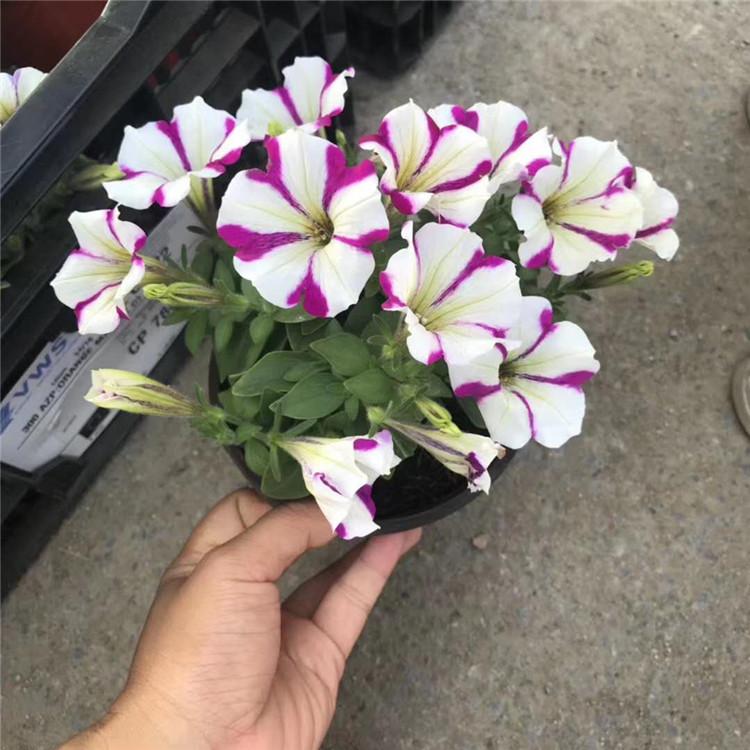 山东矮牵牛 青州牵牛花价格 牵牛花批发 绿化专用苗