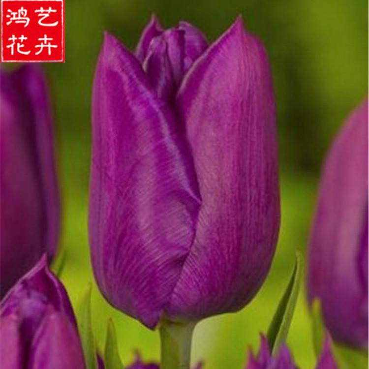青州郁金香价格 鸿艺花卉供应郁金香种苗 郁金香价格