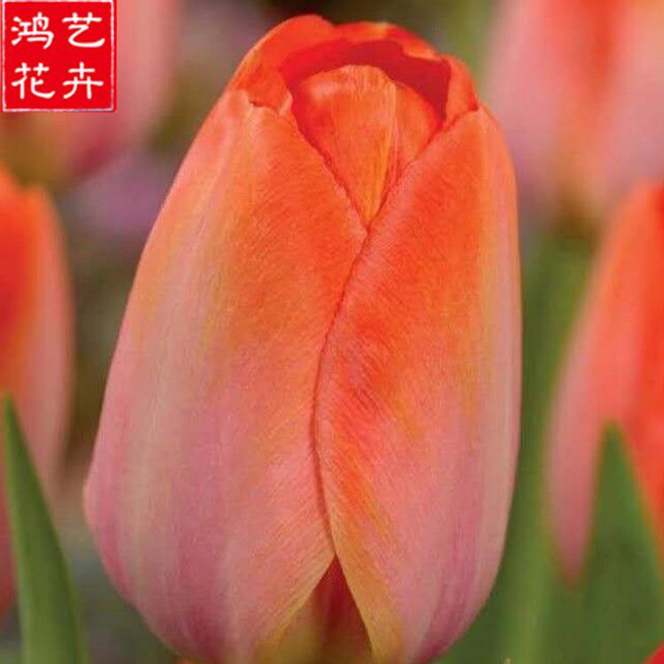 直销 郁金香小苗 山东郁金香价格 郁金香小苗