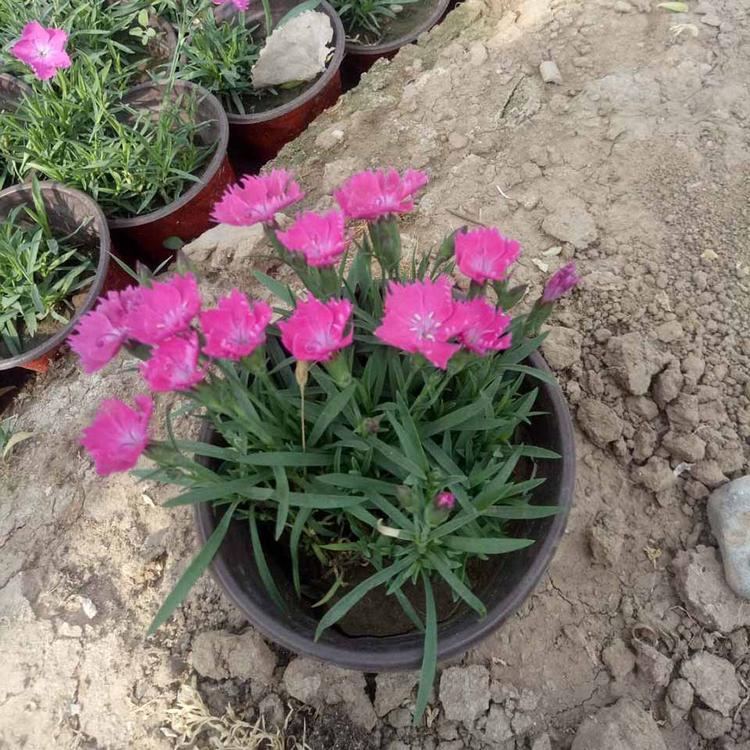欧石竹出售   批发供应欧石竹小苗  欧石竹花海苗