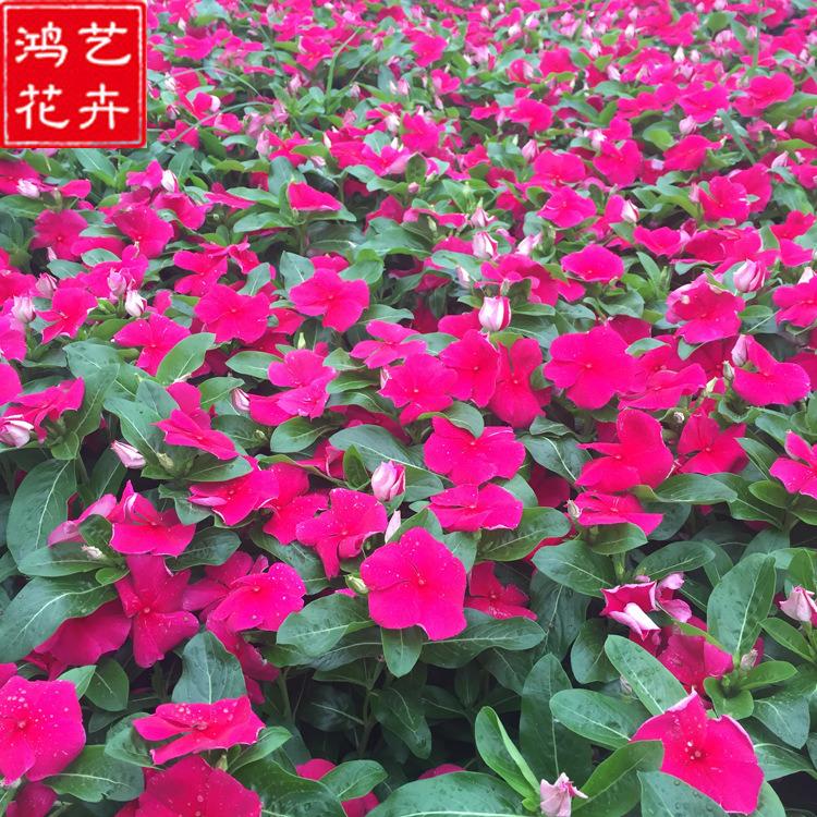 天天开杯苗 长春花批发商 青州草花 好苗预定