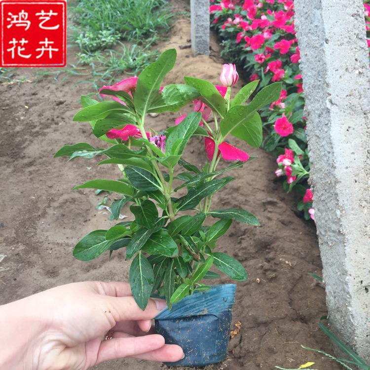 长春花小苗 长春花批发商 青州苗圃基地 价格实惠