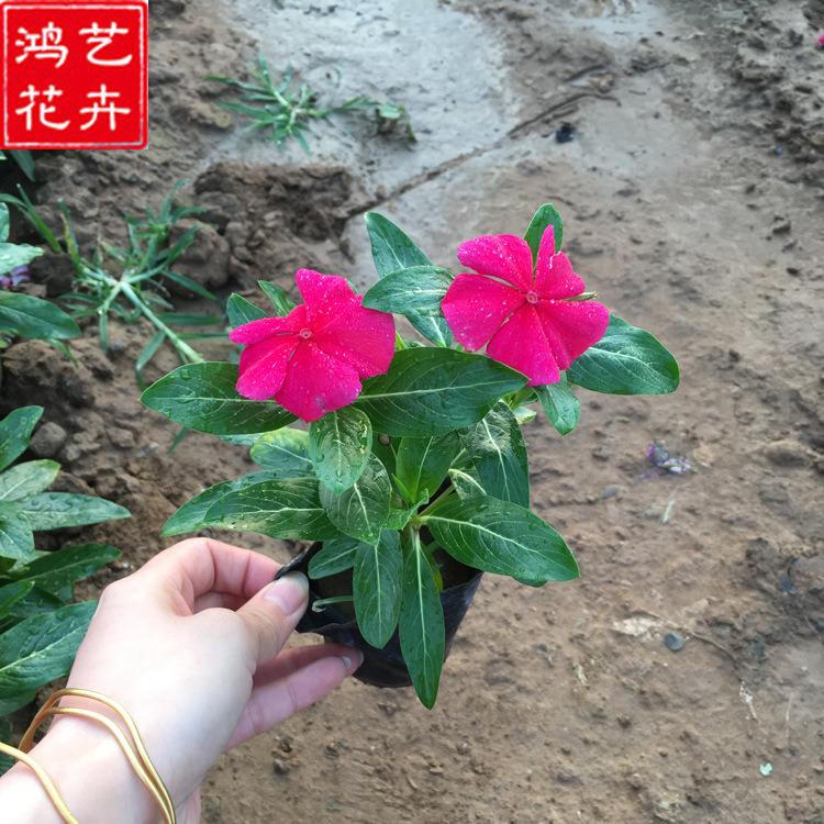 天天开供应商 苗圃批发 宿根草花种植基地 长春花小苗